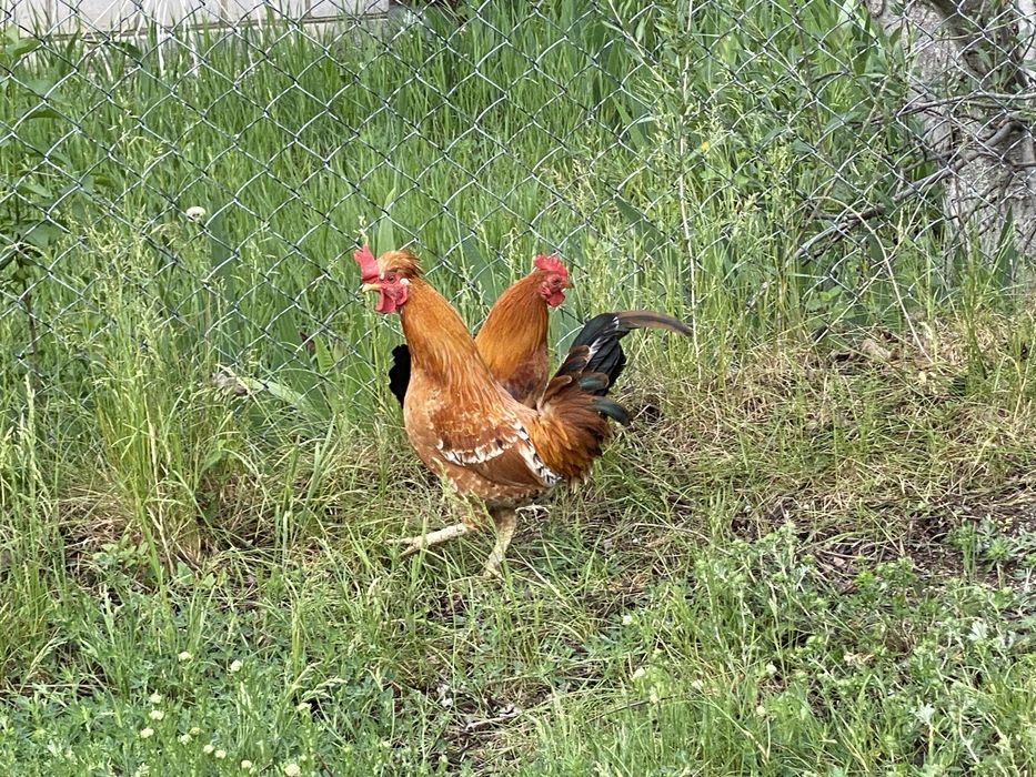 Півні Петух курей Бентамки