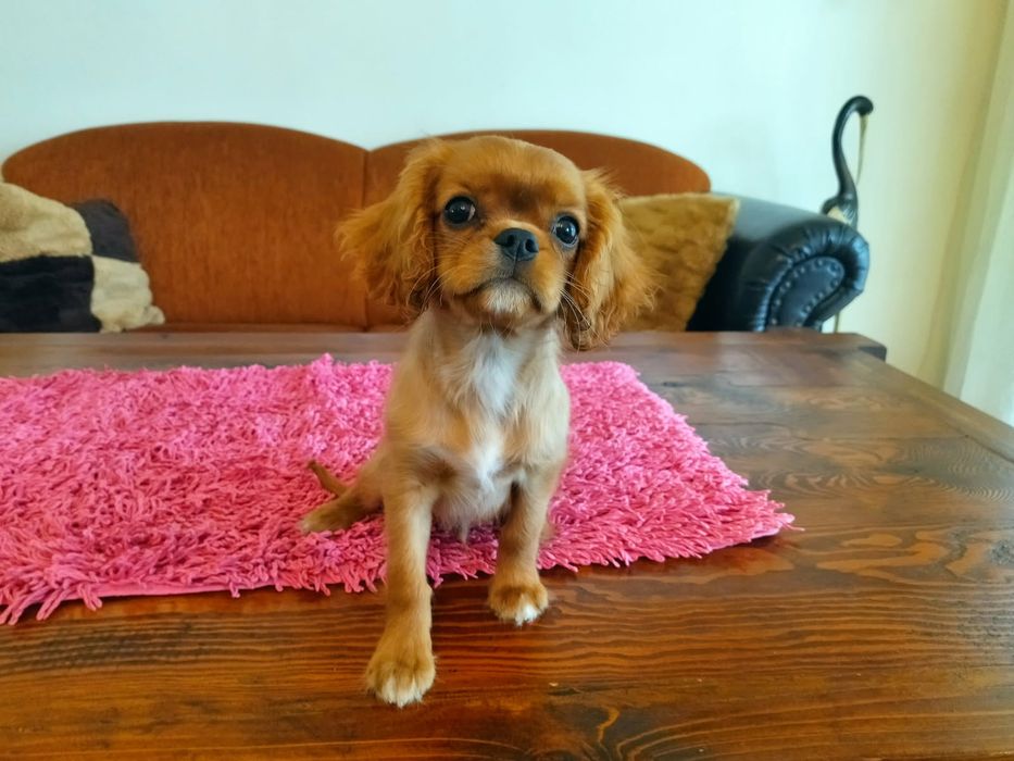 Cavalier King Charles Spaniel