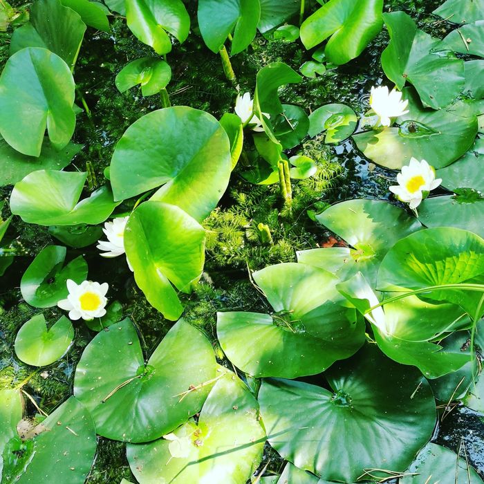 #coppens,#jpd,#кормдлякоі,#коіукраїна,#мальокоі,коіціна,#рибкикоі,#koi