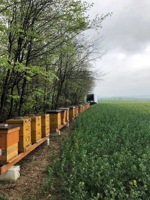 Przezimowane rodziny pszczele