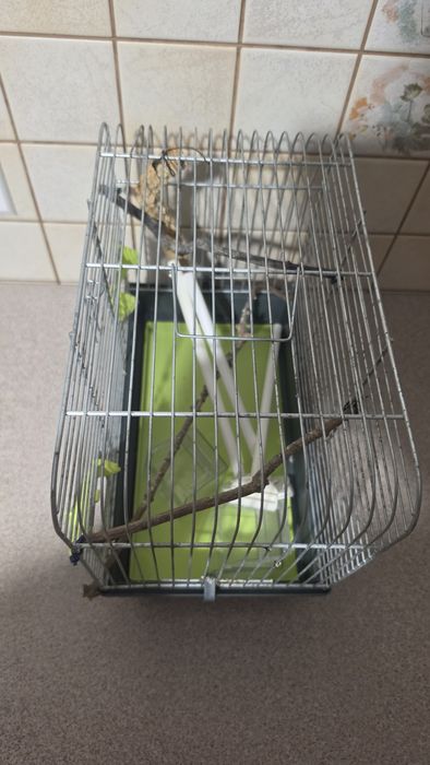 Klatka dla kanarka