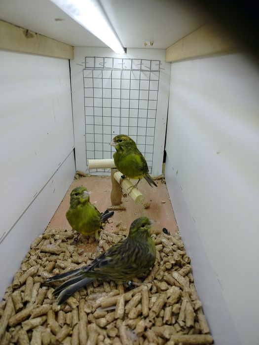 Samiczki kanarków 2025