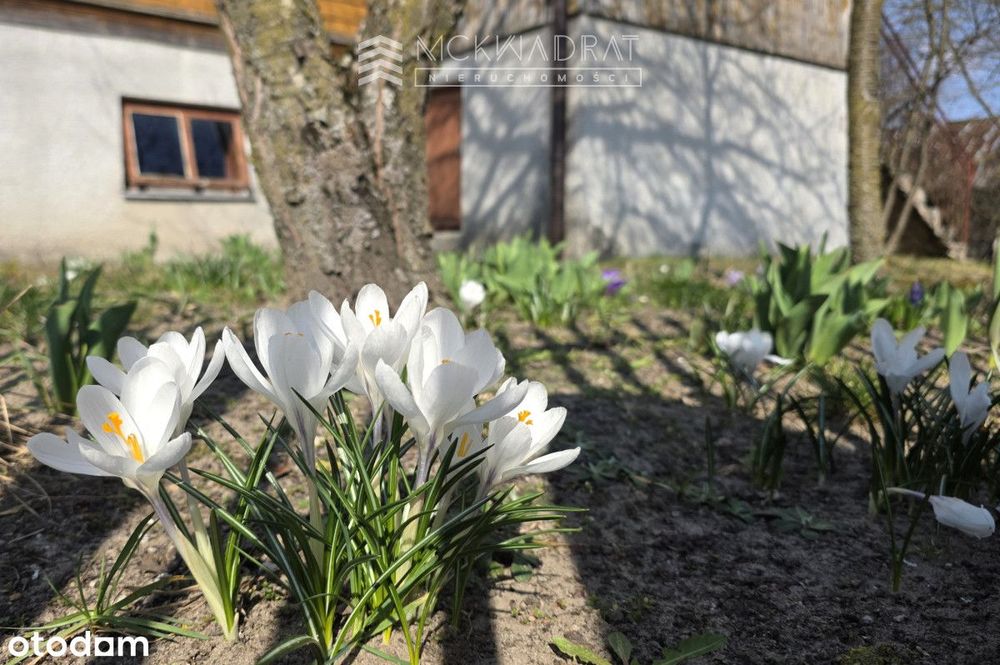 Okazja Podlasie siedlisko 2200 m2 drewniany dom,