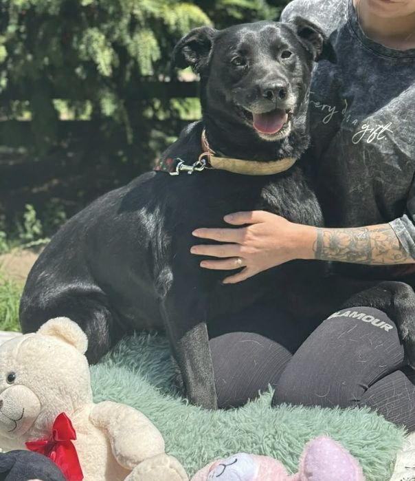 Do adopcji łagodna czarna sunia
