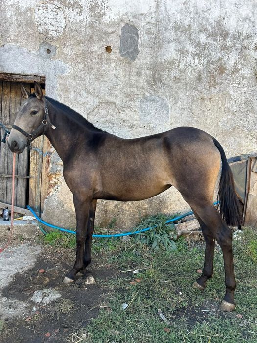 Poldra Lusitana baia 18 eses Livro Azul