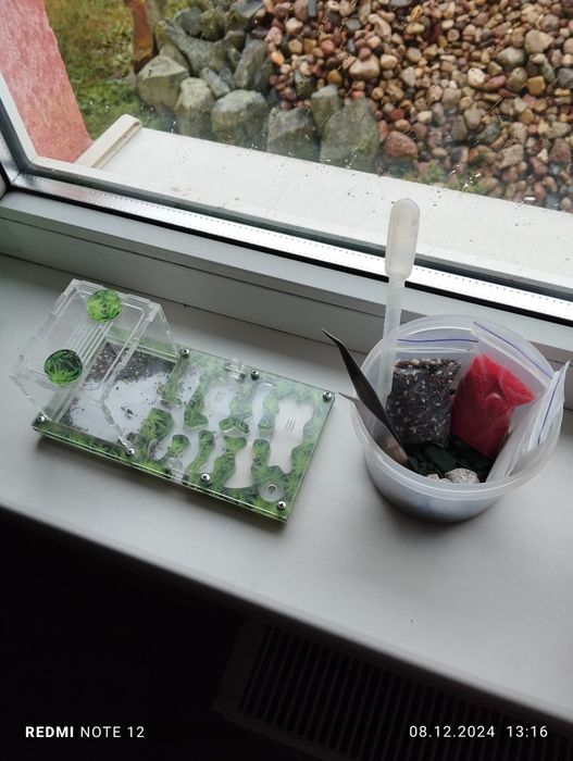 Мурашина Ферма Формікарій