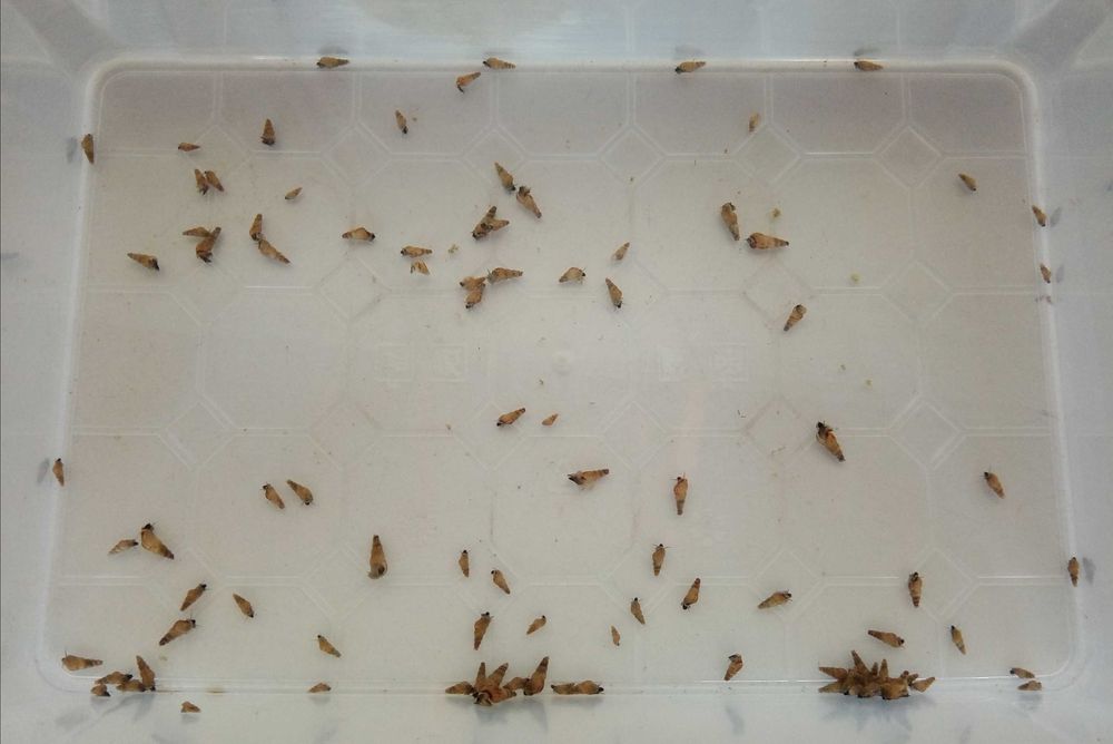 Pack de 200 caracóis de aquário