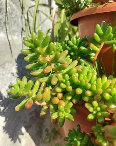 [Planta] Sedum rubrotinctum - Dedo de Moça