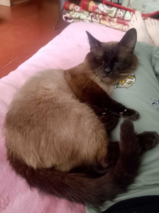 Віддам кота в добрі руки