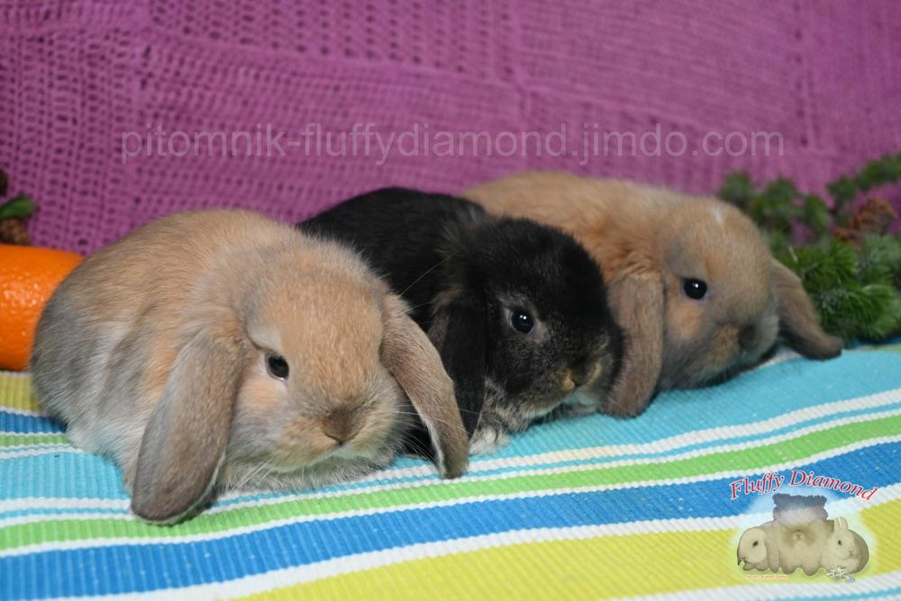 Вислоухие крольчата. Редкие окрасы! Кролики из "Fluffy Diamond"