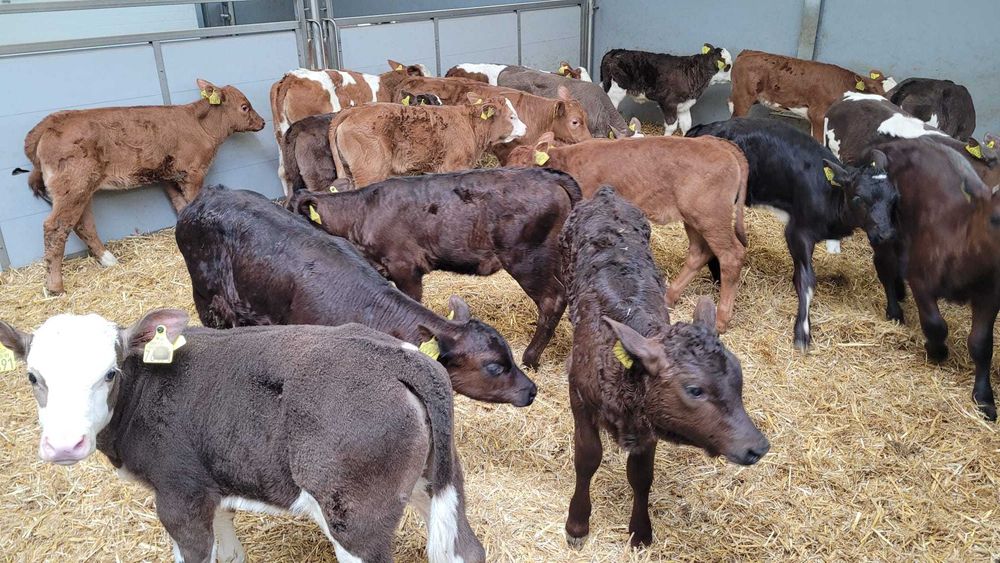 Byczki i Jałówki Cielęta 50-100kg POLSKIE