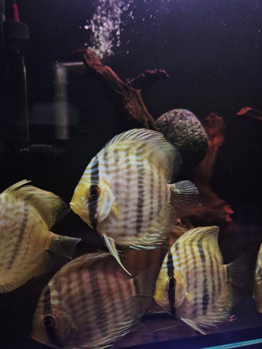 Discus heckli wild/Paletki /dyskowce