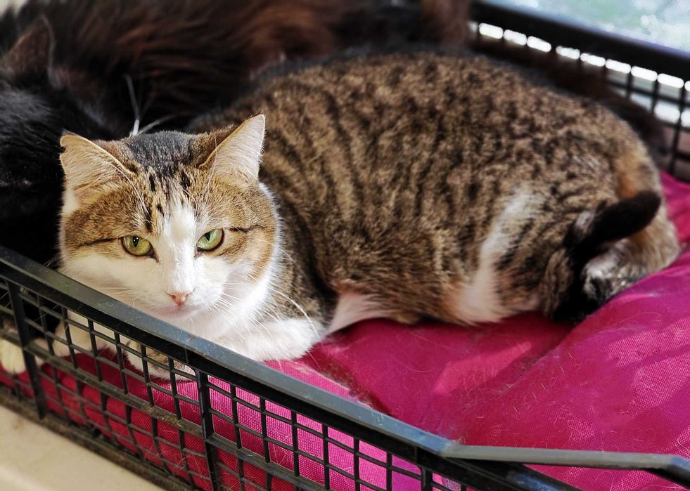 Дуже ніжна чарівна киця Лайта терміново, 1 р, кішка, кошка шукає дім