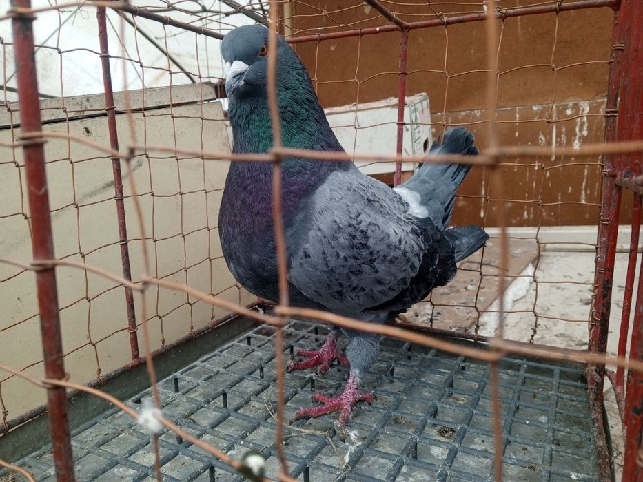 King Kingi Samiec Ptaki gołębie ozdobne