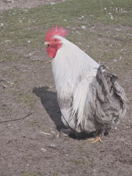 Kochin kochinki kochiny