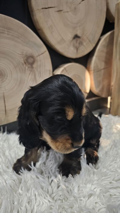 Cocker spaniel angielski