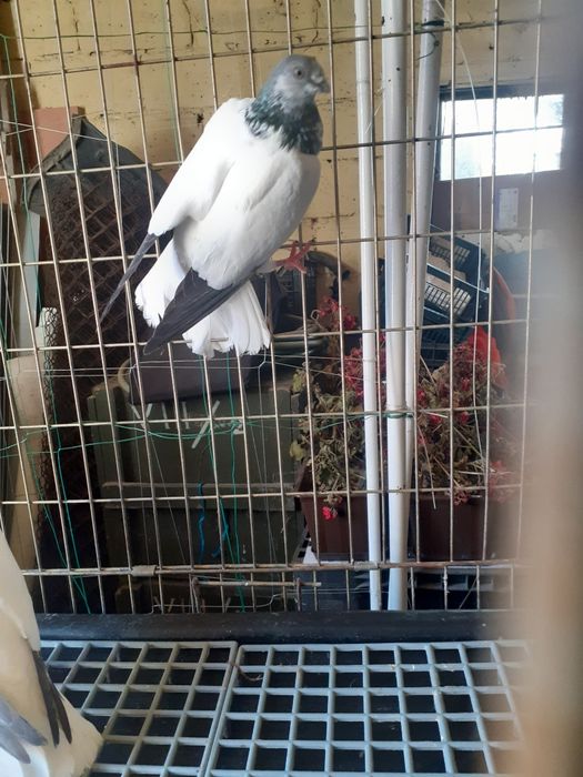 Golebie budapeszty samice