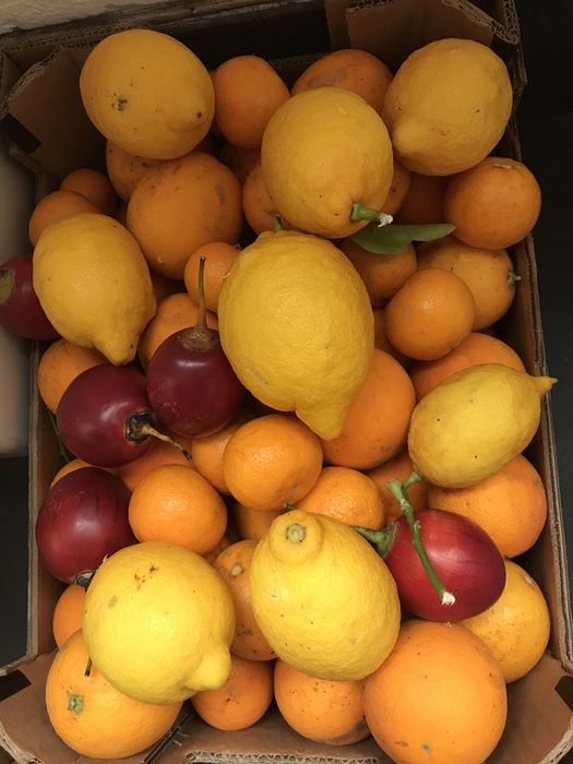 Laranjas bio, preço por kg