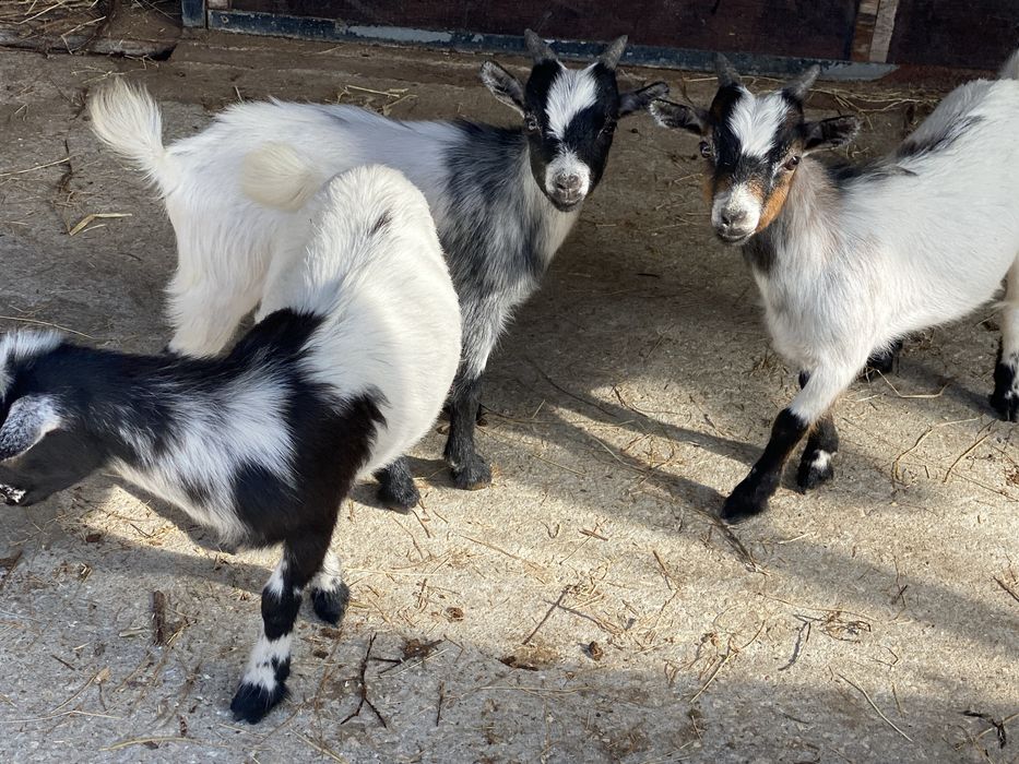 Cabra anã para venda