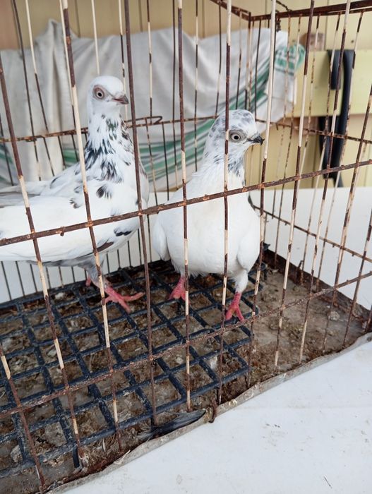 Parka  Winerów ładne