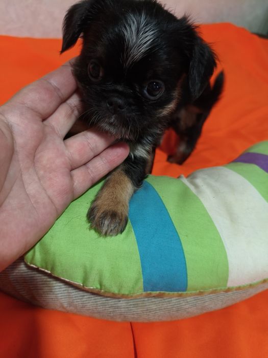 Гріфон стандарт ( два хлопчики)