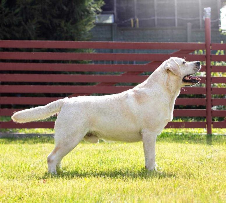 Labrador fêmea filha de campeão