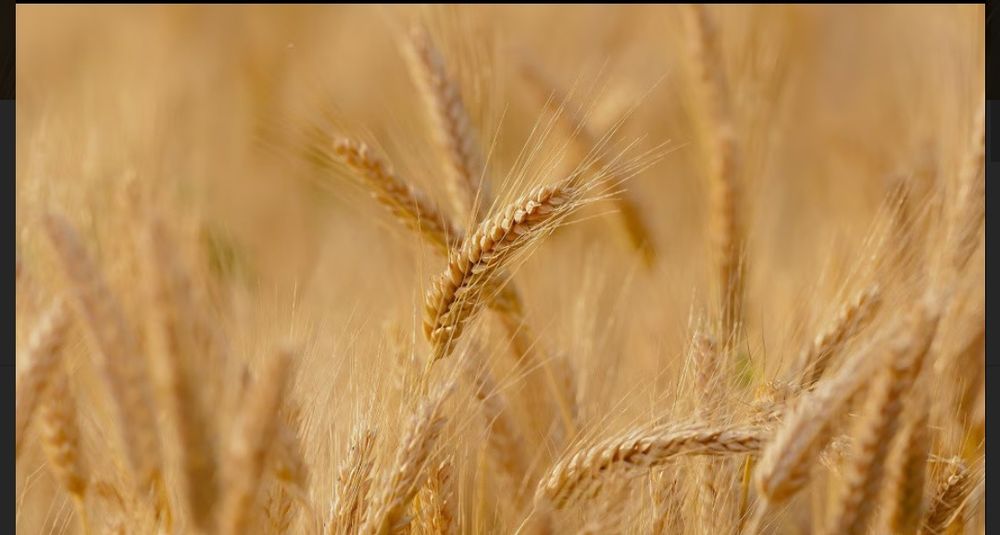 Sprzedam zboże żyto jęczmień pszenżyto 50 ton