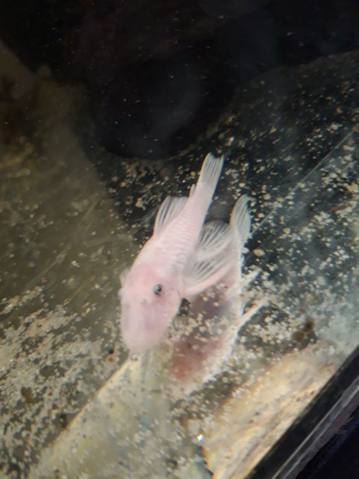 Zbrojnik, ancistrus, glonojad L144 snow white samce 6cm
