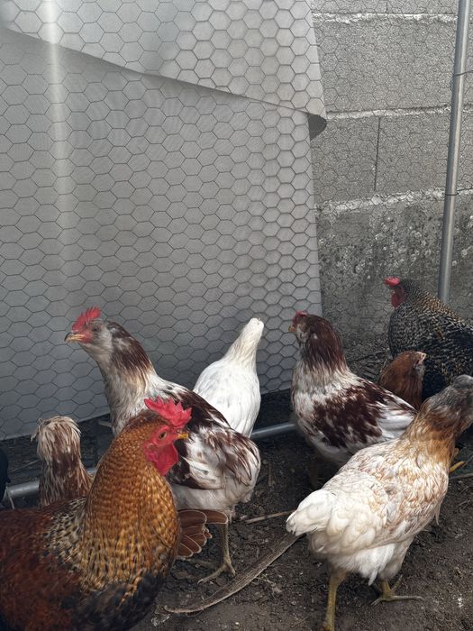 Frangos galos e pintos