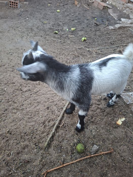 Cabrito anão com 3 meses