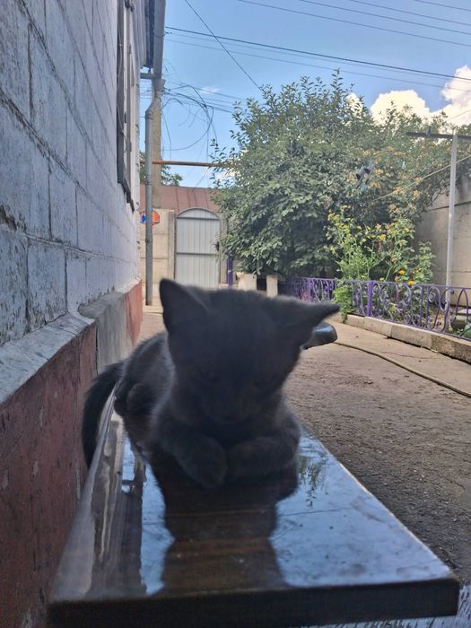 Продаю котят. Район Амур-Нижнеднепровский. Котята приучены к лотку. Есть девочки и мальчики.