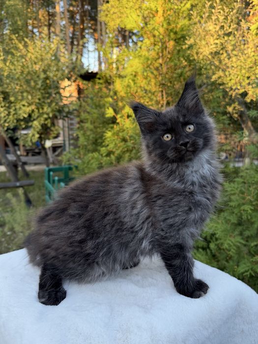 Хлопчик Maine Coon