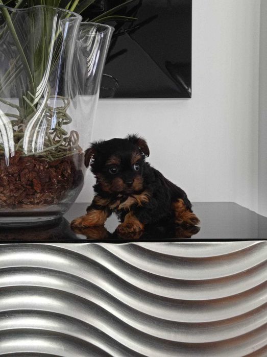 Yorkshire Terrier Miniatura MACHO