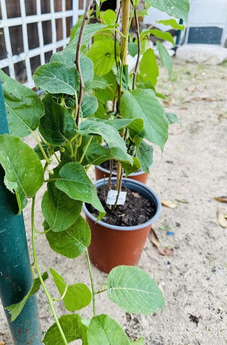 Arvore kiwi baby raros autoferteis - portes grátis