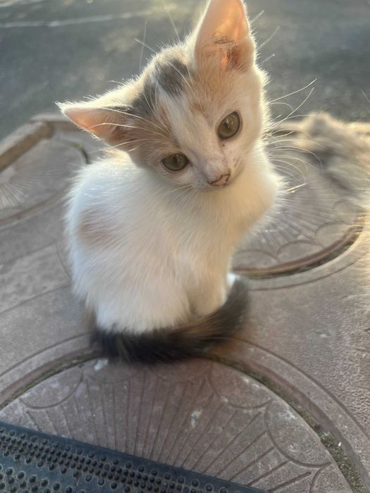 Отдам даром котят