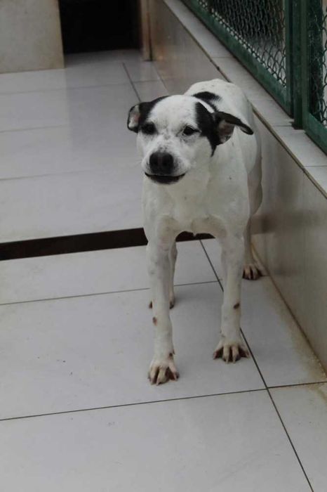 064166 Papaj do adopcji.