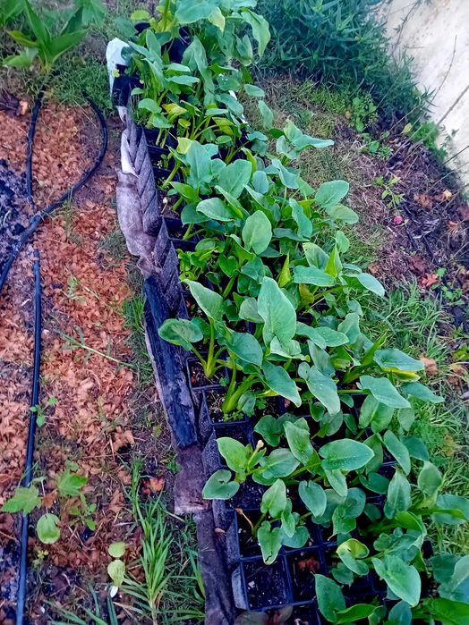 Planta jarro branco lirio calla, zantedeshia