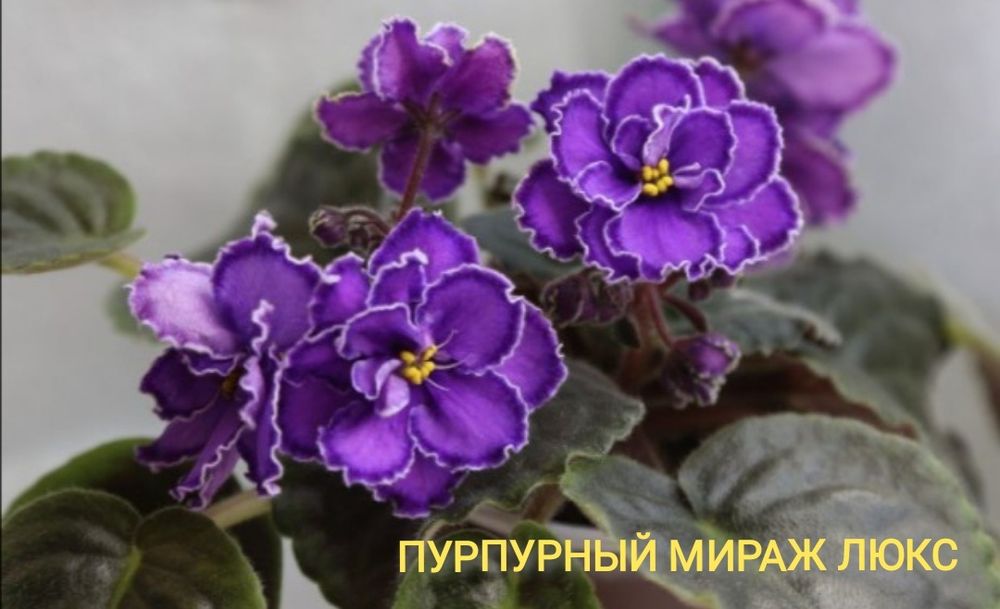 Сортові фіалки (сенполії) — листочки та дітки. Великий вибір! Оновлено