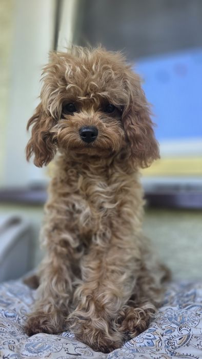 Cavapoo F1b piesek
