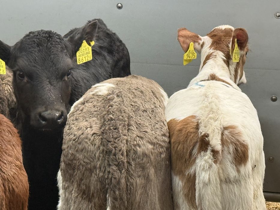 Cielaki odsadki byczki i jałóweczki