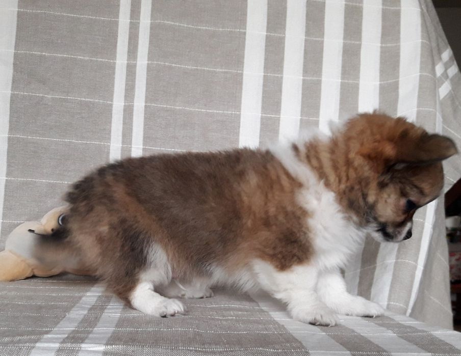 Chihuahua piesek długowłosy