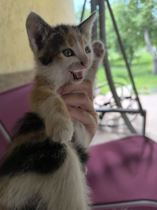 котики в добрі руки