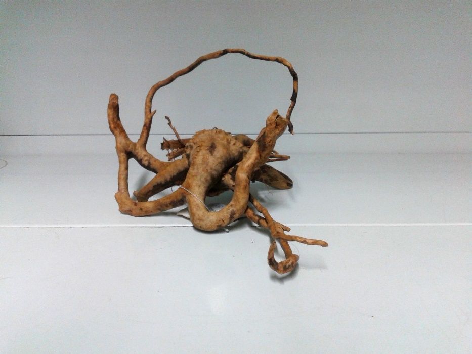 Peixes . Drift wood . Aquário