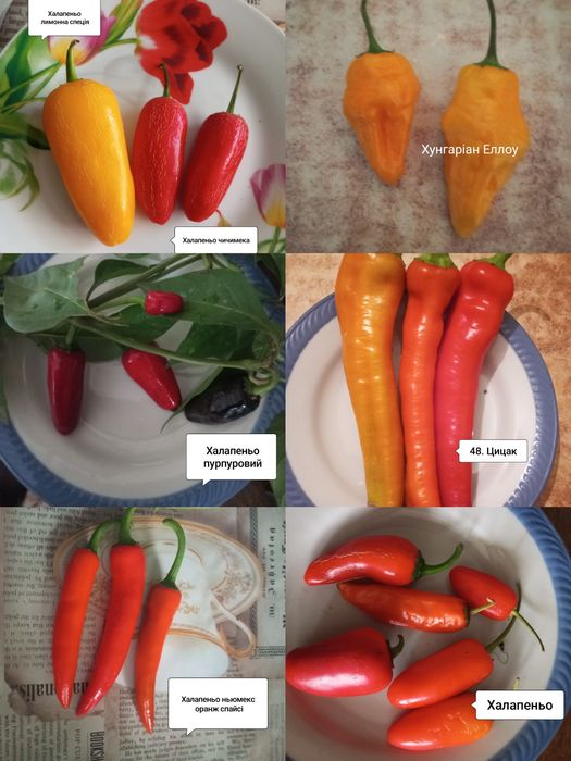 Насіння гострого перцю. Частина 2