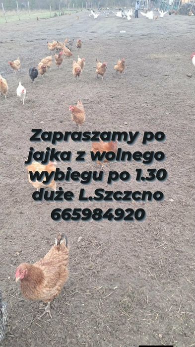 Z wolnego wybiegu