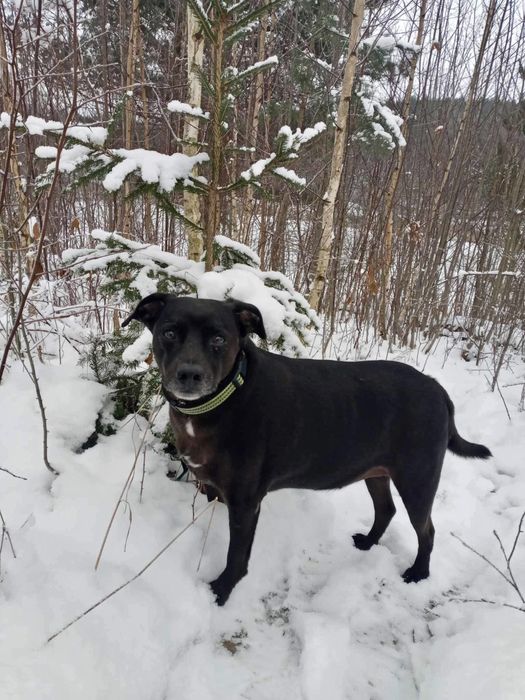 Cudowny Koba szuka domku