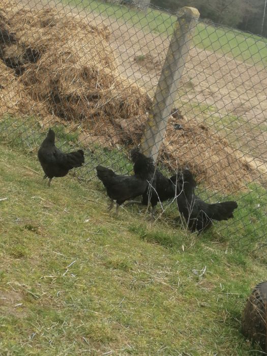 Ayam cenami jaja legowe
