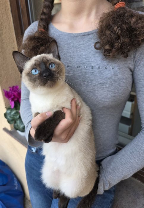 Тайские котята из Таиланда