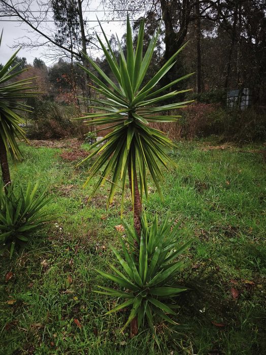 Fiteiras para jardins. Verdadeiras estátuas vivas