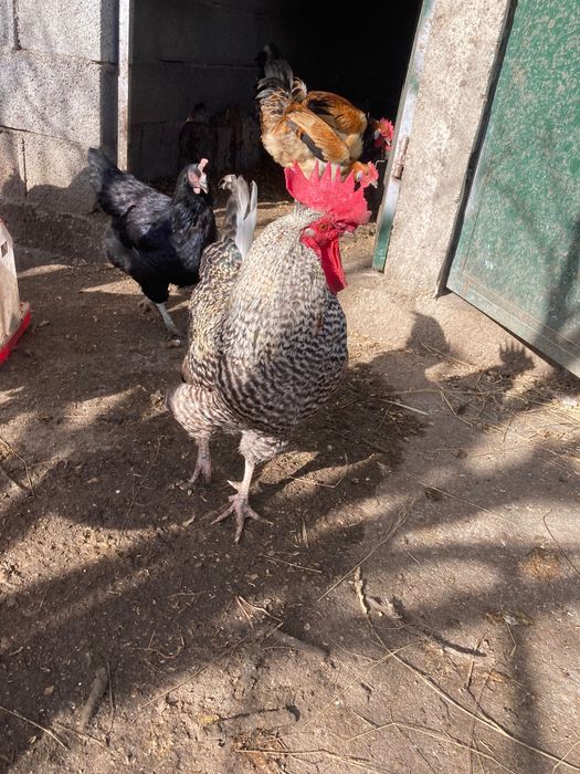 Galos várias raças